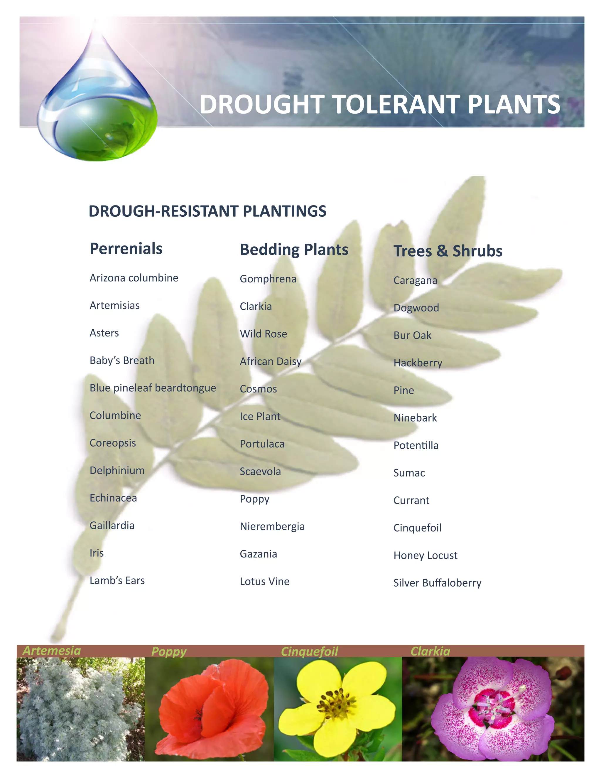 DROUGHT TOLERANT PLANTS


            DROUGH-RESISTANT PLANTINGS

            Perrenials                  Bedding Plants           Trees & Shrubs
            Arizona columbine           Gomphrena                Caragana

            Artemisias                  Clarkia                  Dogwood

            Asters                      Wild Rose                Bur Oak

            Baby’s Breath               African Daisy            Hackberry

            Blue pineleaf beardtongue   Cosmos                   Pine

            Columbine                   Ice Plant                Ninebark

            Coreopsis                   Portulaca                Potentilla

            Delphinium                  Scaevola                 Sumac

            Echinacea                   Poppy                    Currant

            Gaillardia                  Nierembergia             Cinquefoil

            Iris                        Gazania                  Honey Locust

            Lamb’s Ears                 Lotus Vine               Silver Buffaloberry




Artemesia                 Poppy                     Cinquefoil      Clarkia
 