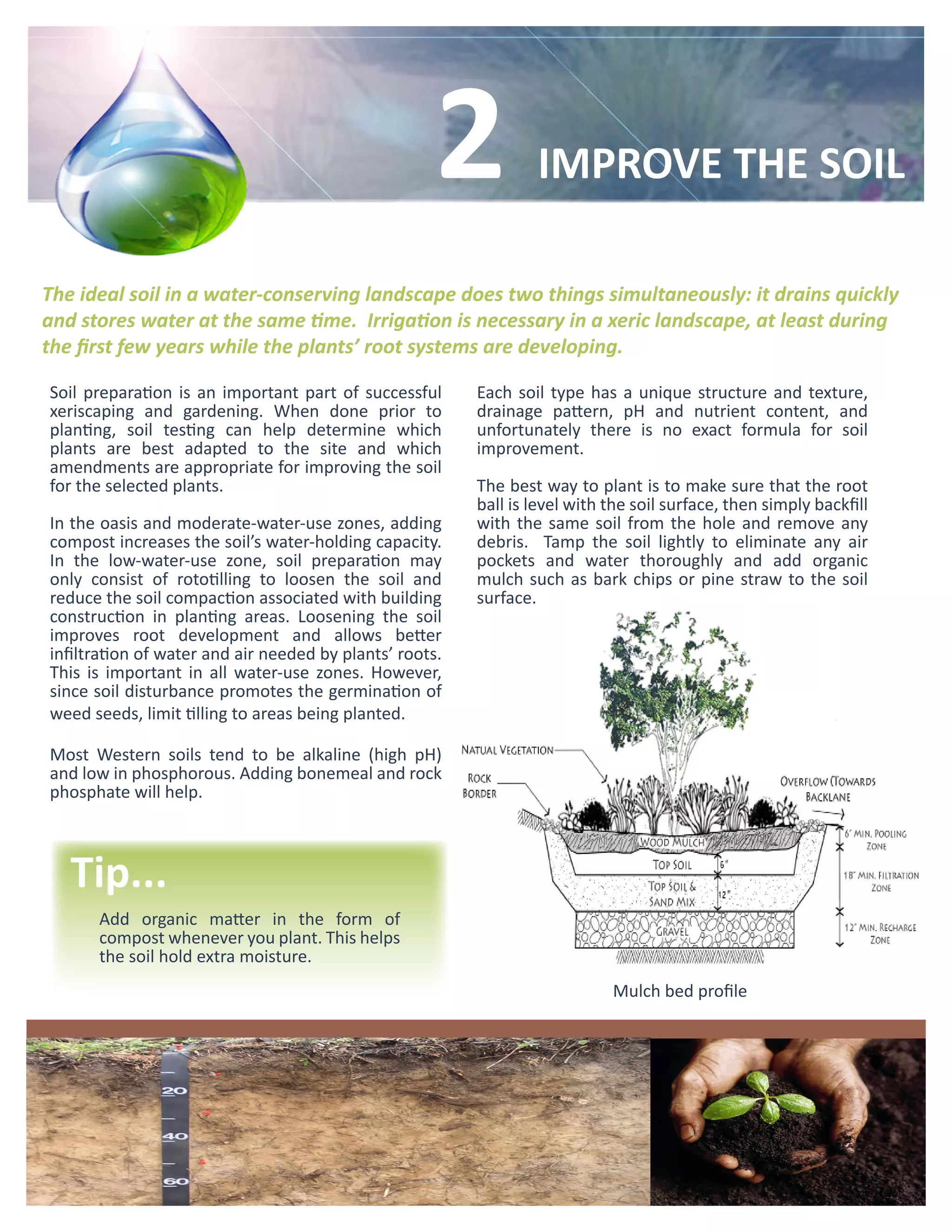 2           IMPROVE THE SOIL

The ideal soil in a water-conserving landscape does two things simultaneously: it drains quickly
and stores water at the same time. Irrigation is necessary in a xeric landscape, at least during
the first few years while the plants’ root systems are developing.

Soil preparation is an important part of successful      Each soil type has a unique structure and texture,
xeriscaping and gardening. When done prior to            drainage pattern, pH and nutrient content, and
planting, soil testing can help determine which          unfortunately there is no exact formula for soil
plants are best adapted to the site and which            improvement.
amendments are appropriate for improving the soil
for the selected plants.                                 The best way to plant is to make sure that the root
                                                         ball is level with the soil surface, then simply backfill
In the oasis and moderate-water-use zones, adding        with the same soil from the hole and remove any
compost increases the soil’s water-holding capacity.     debris. Tamp the soil lightly to eliminate any air
In the low-water-use zone, soil preparation may          pockets and water thoroughly and add organic
only consist of rototilling to loosen the soil and       mulch such as bark chips or pine straw to the soil
reduce the soil compaction associated with building      surface.
construction in planting areas. Loosening the soil
improves root development and allows better
infiltration of water and air needed by plants’ roots.
This is important in all water-use zones. However,
since soil disturbance promotes the germination of
weed seeds, limit tilling to areas being planted.

Most Western soils tend to be alkaline (high pH)
and low in phosphorous. Adding bonemeal and rock
phosphate will help.



   Tip...
      Add organic matter in the form of
      compost whenever you plant. This helps
      the soil hold extra moisture.
                                                                            Mulch bed profile
 