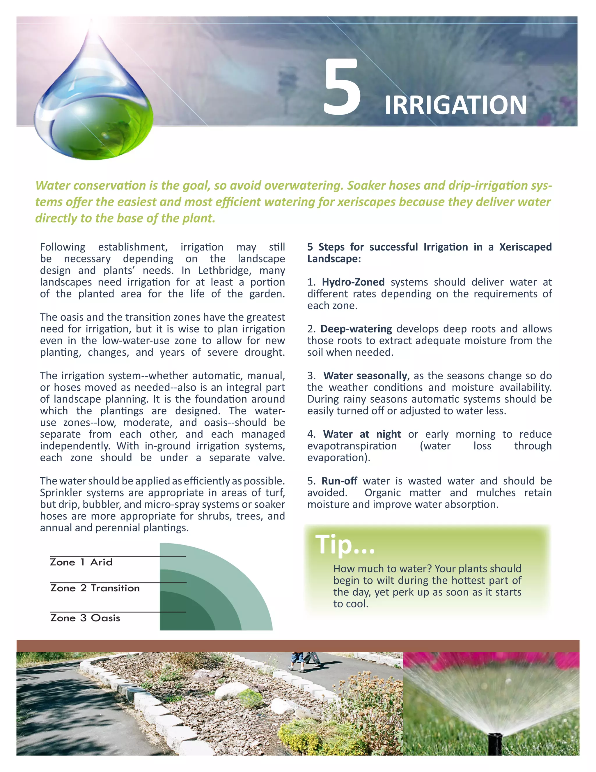 5             IRRIGATION

Water conservation is the goal, so avoid overwatering. Soaker hoses and drip-irrigation sys-
tems offer the easiest and most efficient watering for xeriscapes because they deliver water
directly to the base of the plant.

Following establishment, irrigation may still             5 Steps for successful Irrigation in a Xeriscaped
be necessary depending on the landscape                   Landscape:
design and plants’ needs. In Lethbridge, many
landscapes need irrigation for at least a portion         1. Hydro-Zoned systems should deliver water at
of the planted area for the life of the garden.           different rates depending on the requirements of
                                                          each zone.
The oasis and the transition zones have the greatest
need for irrigation, but it is wise to plan irrigation    2. Deep-watering develops deep roots and allows
even in the low-water-use zone to allow for new           those roots to extract adequate moisture from the
planting, changes, and years of severe drought.           soil when needed.

The irrigation system--whether automatic, manual,         3. Water seasonally, as the seasons change so do
or hoses moved as needed--also is an integral part        the weather conditions and moisture availability.
of landscape planning. It is the foundation around        During rainy seasons automatic systems should be
which the plantings are designed. The water-              easily turned off or adjusted to water less.
use zones--low, moderate, and oasis--should be
separate from each other, and each managed                4. Water at night or early morning to reduce
independently. With in-ground irrigation systems,         evapotranspiration  (water    loss   through
each zone should be under a separate valve.               evaporation).

The water should be applied as efficiently as possible.   5. Run-off water is wasted water and should be
Sprinkler systems are appropriate in areas of turf,       avoided. Organic matter and mulches retain
but drip, bubbler, and micro-spray systems or soaker      moisture and improve water absorption.
hoses are more appropriate for shrubs, trees, and
annual and perennial plantings.
                                                           Tip...
                                                               How much to water? Your plants should
                                                               begin to wilt during the hottest part of
                                                               the day, yet perk up as soon as it starts
                                                               to cool.
 
