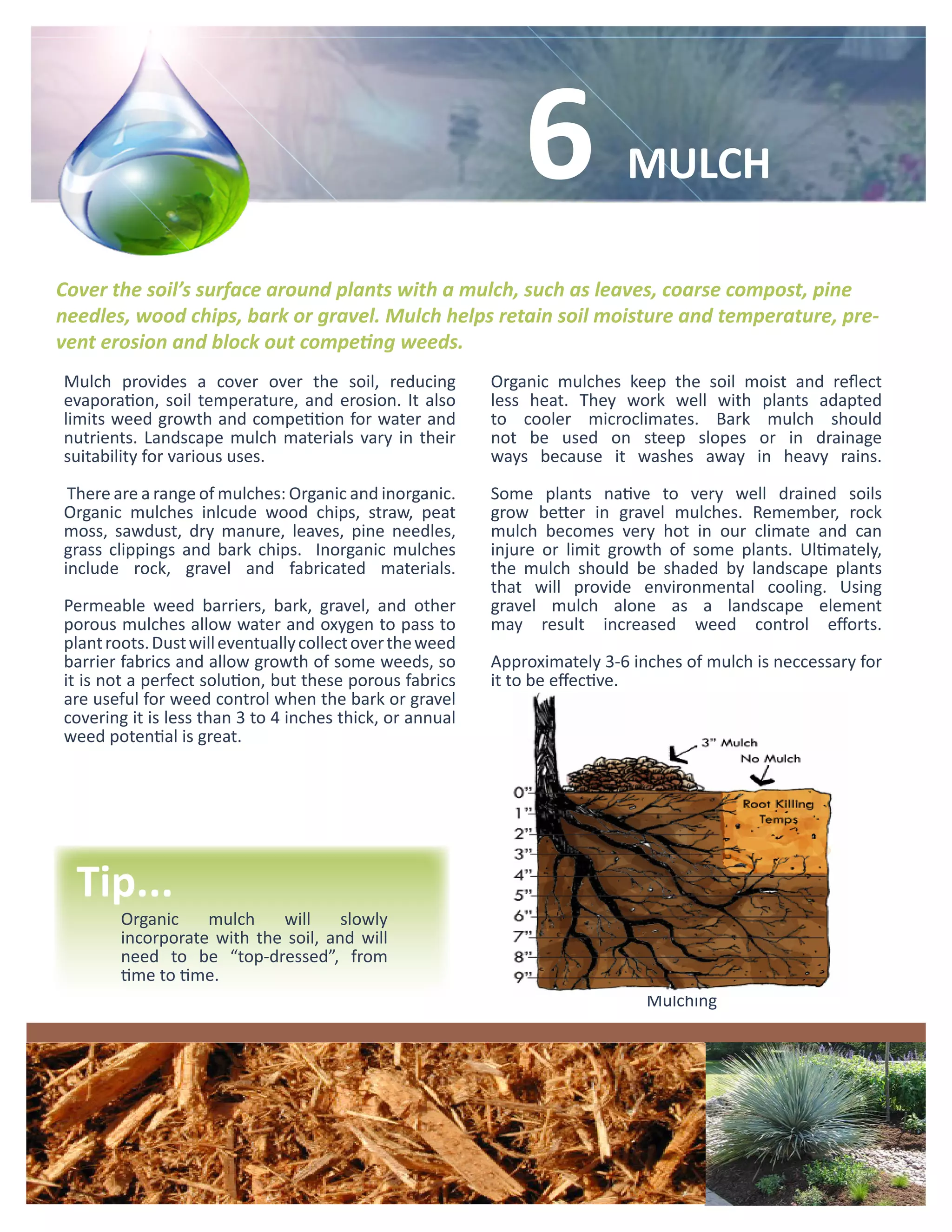 6            MULCH

Cover the soil’s surface around plants with a mulch, such as leaves, coarse compost, pine
needles, wood chips, bark or gravel. Mulch helps retain soil moisture and temperature, pre-
vent erosion and block out competing weeds.
Mulch provides a cover over the soil, reducing            Organic mulches keep the soil moist and reflect
evaporation, soil temperature, and erosion. It also       less heat. They work well with plants adapted
limits weed growth and competition for water and          to cooler microclimates. Bark mulch should
nutrients. Landscape mulch materials vary in their        not be used on steep slopes or in drainage
suitability for various uses.                             ways because it washes away in heavy rains.

 There are a range of mulches: Organic and inorganic.     Some plants native to very well drained soils
Organic mulches inlcude wood chips, straw, peat           grow better in gravel mulches. Remember, rock
moss, sawdust, dry manure, leaves, pine needles,          mulch becomes very hot in our climate and can
grass clippings and bark chips. Inorganic mulches         injure or limit growth of some plants. Ultimately,
include rock, gravel and fabricated materials.            the mulch should be shaded by landscape plants
                                                          that will provide environmental cooling. Using
Permeable weed barriers, bark, gravel, and other          gravel mulch alone as a landscape element
porous mulches allow water and oxygen to pass to          may result increased weed control efforts.
plant roots. Dust will eventually collect over the weed
barrier fabrics and allow growth of some weeds, so        Approximately 3-6 inches of mulch is neccessary for
it is not a perfect solution, but these porous fabrics    it to be effective.
are useful for weed control when the bark or gravel
covering it is less than 3 to 4 inches thick, or annual
weed potential is great.




  Tip...
        Organic    mulch    will     slowly
        incorporate with the soil, and will
        need to be “top-dressed”, from
        time to time.
                                                                              Mulching
 