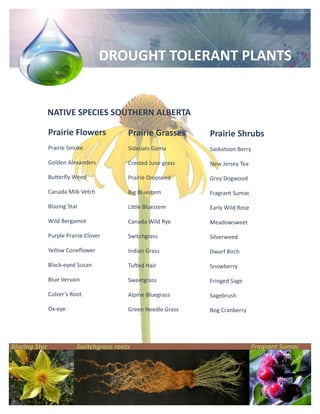 DROUGHT TOLERANT PLANTS


               NATIVE SPECIES SOUTHERN ALBERTA

               Prairie Flowers            Prairi...