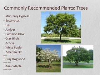 Commonly Recommended Plants: Trees
• Monterey Cypress
• Eucalyptus
• Fig
• Juniper
• Common Olive
• Gray Birch
• Acacia
• White Poplar
• Siberian Elm
(top)

• Gray Dogwood
(lower left)

• Amur Maple
(lower right)

 