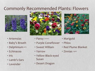 Commonly Recommended Plants: Flowers

• Artemsias
• Baby’s Breath
• Delphinium (left)
• Echinacea
• Iris
• Lamb’s Ears
• Lavender

• Pansy (center)
• Purple Coneflower
• Sweet William
• Yarrow
• Yellow Black-eyed
Susan
• Desert Dragon

• Marigold
• Phlox
• Red Plume Blanket
• Zinnias (right)

 