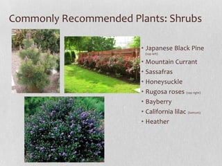 Commonly Recommended Plants: Shrubs
• Japanese Black Pine
(top left)

• Mountain Currant
• Sassafras
• Honeysuckle
• Rugosa roses (top right)
• Bayberry
• California lilac (bottom)
• Heather

 