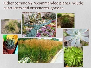Other commonly recommended plants include
succulents and ornamental grasses.

 