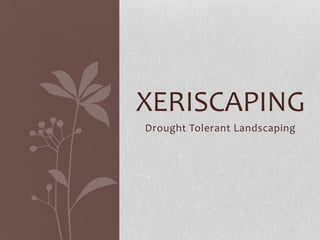 XERISCAPING
Drought Tolerant Landscaping

 