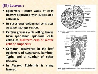 (III) Leaves :
 Epidermis : outer walls of cells
heavily deposited with cuticle and
cellulose.
 In succulents epidermal cells acts
as water storage region.
 Certain grasses with rolling leaves
have specialized epidermal cells
called as bulliform cells or motor
cells or hinge cells.
 Common occurrence in the leaf
epidermis of sugarcane, bamboo,
Typha and a number of other
grasses.
 In Nerium, Epidermis is many
layered.
 