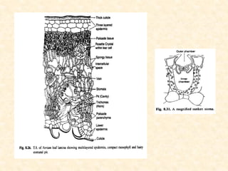 Xerophytes | PDF