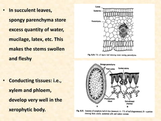 • In succulent leaves,
spongy parenchyma store
excess quantity of water,
mucilage, latex, etc. This
makes the stems swollen
and fleshy
• Conducting tissues: i.e.,
xylem and phloem,
develop very well in the
xerophytic body.
 