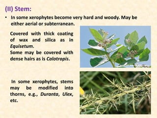 (II) Stem:
• In some xerophytes become very hard and woody. May be
either aerial or subterranean.
Covered with thick coating
of wax and silica as in
Equisetum.
Some may be covered with
dense hairs as is Calotropis.
In some xerophytes, stems
may be modified into
thorns, e.g., Duranta, Ulex,
etc.
 