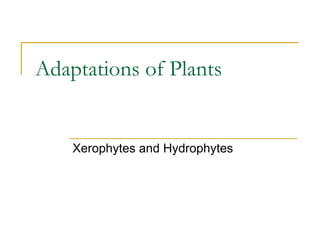 Adaptations of Plants


    Xerophytes and Hydrophytes
 