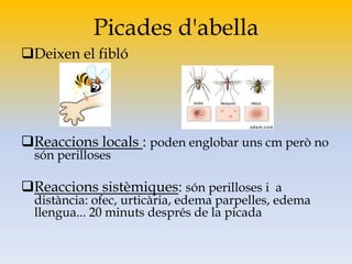 Picades d'abella
Deixen el fibló
Reaccions locals : poden englobar uns cm però no
són perilloses
Reaccions sistèmiques: són perilloses i a
distància: ofec, urticària, edema parpelles, edema
llengua... 20 minuts després de la picada
 