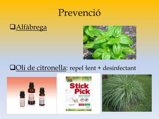 Prevenció
Alfàbrega
Oli de citronella: repel·lent + desinfectant
 