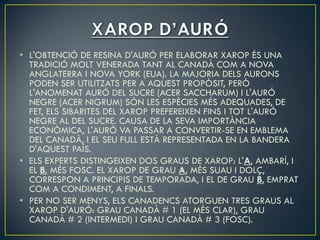 • L'OBTENCIÓ DE RESINA D'AURÓ PER ELABORAR XAROP ÉS UNA
  TRADICIÓ MOLT VENERADA TANT AL CANADÀ COM A NOVA
  ANGLATERRA I NOVA YORK (EUA). LA MAJORIA DELS AURONS
  PODEN SER UTILITZATS PER A AQUEST PROPÒSIT, PERÒ
  L'ANOMENAT AURÓ DEL SUCRE (ACER SACCHARUM) I L'AURÓ
  NEGRE (ACER NIGRUM) SÓN LES ESPÈCIES MÉS ADEQUADES, DE
  FET, ELS SIBARITES DEL XAROP PREFEREIXEN FINS I TOT L'AURÓ
  NEGRE AL DEL SUCRE. CAUSA DE LA SEVA IMPORTÀNCIA
  ECONÒMICA, L'AURÓ VA PASSAR A CONVERTIR-SE EN EMBLEMA
  DEL CANADÀ, I EL SEU FULL ESTÀ REPRESENTADA EN LA BANDERA
  D'AQUEST PAÍS.
• ELS EXPERTS DISTINGEIXEN DOS GRAUS DE XAROP: L'A, AMBARÍ, I
  EL B, MÉS FOSC. EL XAROP DE GRAU A, MÉS SUAU I DOLÇ,
  CORRESPON A PRINCIPIS DE TEMPORADA, I EL DE GRAU B, EMPRAT
  COM A CONDIMENT, A FINALS.
• PER NO SER MENYS, ELS CANADENCS ATORGUEN TRES GRAUS AL
  XAROP D'AURÓ: GRAU CANADÀ # 1 (EL MÉS CLAR), GRAU
  CANADÀ # 2 (INTERMEDI) I GRAU CANADÀ # 3 (FOSC).
 