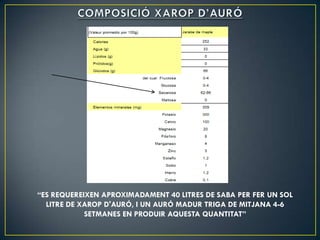 “ES REQUEREIXEN APROXIMADAMENT 40 LITRES DE SABA PER FER UN SOL
  LITRE DE XAROP D'AURÓ, I UN AURÓ MADUR TRIGA DE MITJANA 4-6
            SETMANES EN PRODUIR AQUESTA QUANTITAT”
 