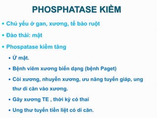 PHOSPHATASE KIỀM
 Chủ yếu ở gan, xương, tế bào ruột
 Đào thải: mật
 Phospatase kiềm tăng
 Ứ mật.
 Bệnh viêm xương biến dạng (bệnh Paget)
 Còi xương, nhuyễn xương, ưu năng tuyến giáp, ung
thư di căn vào xương.
 Gãy xương TE , thời kỳ có thai
 Ung thư tuyến tiền liệt có di căn.
 