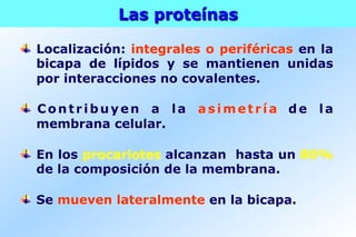 Las proteínas
Localización: integrales o periféricas en la
bicapa de lípidos y se mantienen unidas
por interacciones no covalentes.
Contribuyen a la asimetría de la
membrana celular.
En los procariotes alcanzan hasta un 80%
de la composición de la membrana.
Se mueven lateralmente en la bicapa.
 