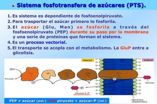   Sistema fosfotransfera de azúcares (PTS).
1. Es sistema es dependiente de fosfoenolpiruvato.
2. Para trasportar el azúcar primero lo fosforila.
3.  El azúcar (Glu, Man) se fosforila a través del
fosfoenolpiruvato (PEP) durante su paso por la membrana
y una serie de proteínas que forman el sistema.
4. Es un proceso vectorial.
5. El transporte se acopla con el metabolismo. La GluP entra a
glicolisis.
PEP + azúcar (ext.) piruvato + azúcar-P (int.)
 