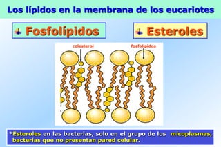 Los lípidos en la membrana de los eucariotes
  Fosfolípidos   Esteroles
fosfolípidoscolesterol
*Esteroles en las bacterias, solo en el grupo de los micoplasmas,
bacterias que no presentan pared celular.
 