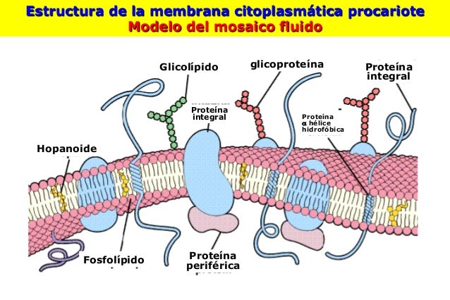 Membrana citoplasmatica de procariotes