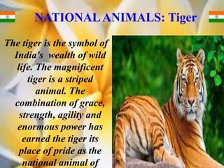 NATIONALANIMALS: Tiger
The tiger is the symbol of
India's wealth of wild
life. The magnificent
tiger is a striped
animal. The
combination of grace,
strength, agility and
enormous power has
earned the tiger its
place of pride as the
national animal of
 