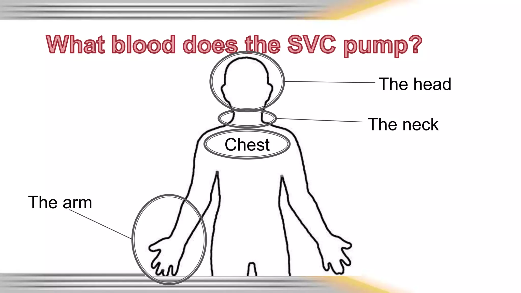 The head 
Chest 
The arm 
The neck 
 