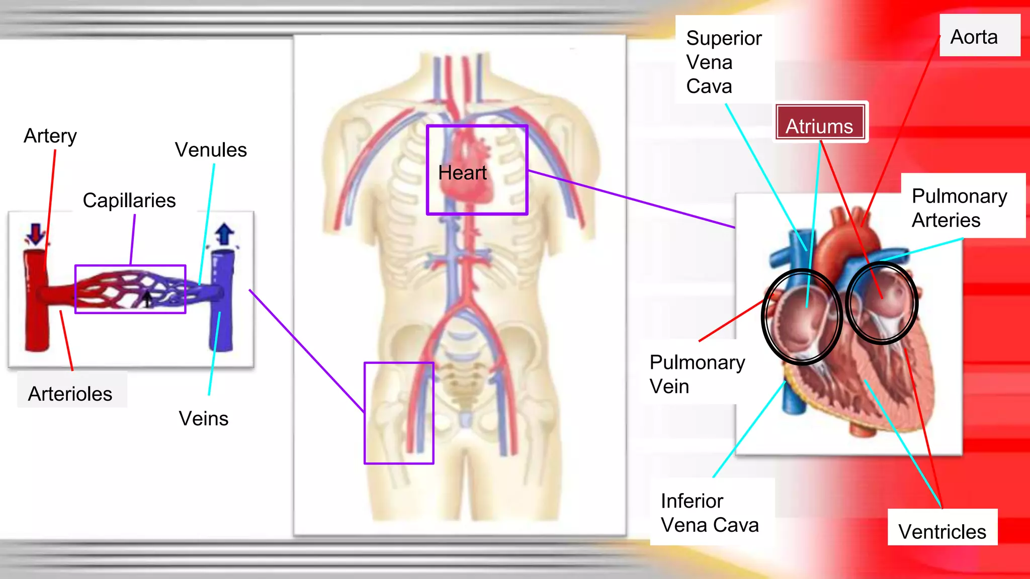Heart 
Veins 
Arterioles 
Aorta 
Venules 
Superior 
Vena 
Cava 
Ventricles 
Pulmonary 
Vein 
Atriums 
Pulmonary 
Arteries 
Artery 
Capillaries 
Inferior 
Vena Cava 
 