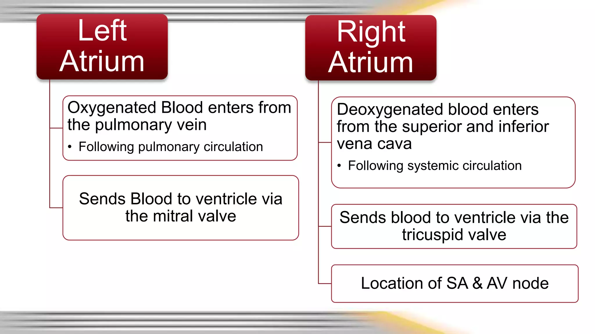 Left 
Atrium 
Oxygenated Blood enters from 
the pulmonary vein 
• Following pulmonary circulation 
Sends Blood to ventricle via 
the mitral valve 
Right 
Atrium 
Deoxygenated blood enters 
from the superior and inferior 
vena cava 
• Following systemic circulation 
Sends blood to ventricle via the 
tricuspid valve 
Location of SA & AV node 
 