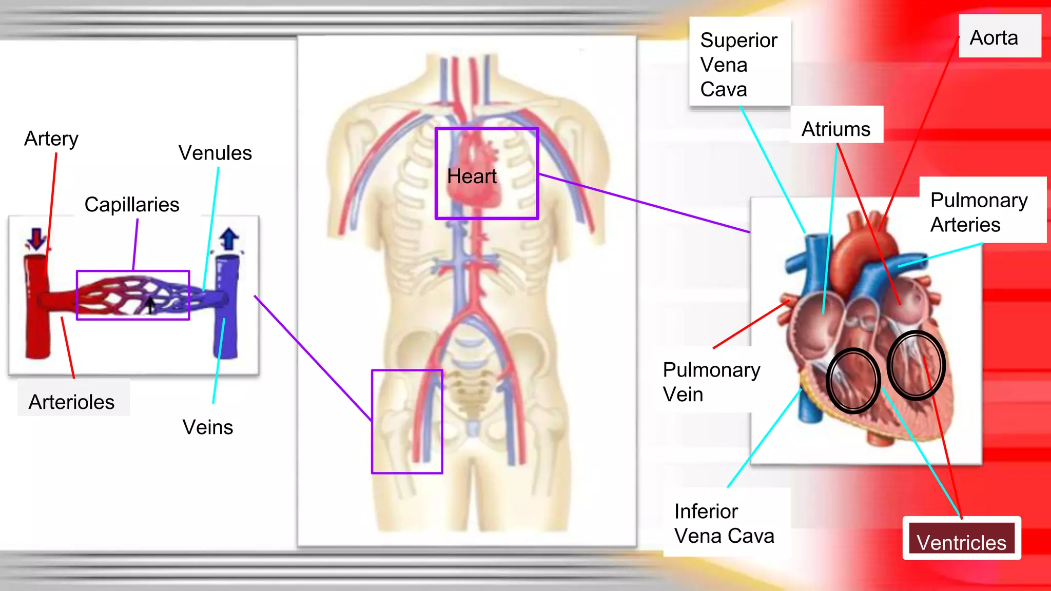 Heart 
Veins 
Arterioles 
Aorta 
Venules 
Superior 
Vena 
Cava 
Ventricles 
Pulmonary 
Vein 
Atriums 
Pulmonary 
Arteries 
Artery 
Capillaries 
Inferior 
Vena Cava 
 