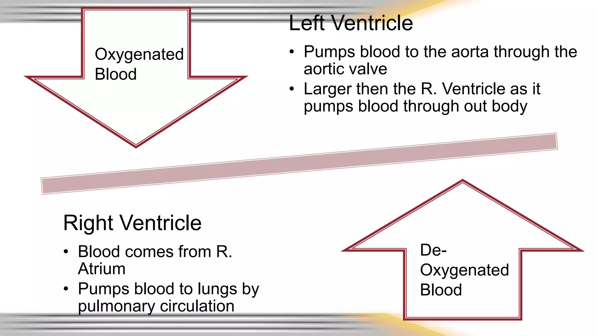 Left Ventricle 
• Pumps blood to the aorta through the 
aortic valve 
• Larger then the R. Ventricle as it 
pumps blood through out body 
Oxygenated 
Blood 
Right Ventricle 
• Blood comes from R. 
Atrium 
• Pumps blood to lungs by 
pulmonary circulation 
De- 
Oxygenated 
Blood 
 