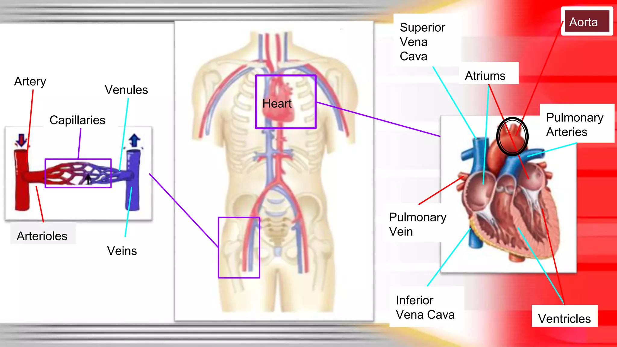 Heart 
Veins 
Arterioles 
Aorta 
Venules 
Ventricles 
Superior 
Vena 
Cava 
Pulmonary 
Vein 
Atriums 
Pulmonary 
Arteries 
Artery 
Capillaries 
Inferior 
Vena Cava 
 