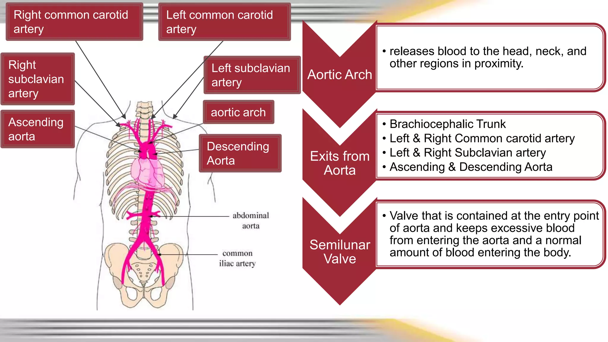 Aortic Arch 
• releases blood to the head, neck, and 
other regions in proximity. 
Exits from 
Aorta 
• Brachiocephalic Trunk 
• Left & Right Common carotid artery 
• Left & Right Subclavian artery 
• Ascending & Descending Aorta 
Semilunar 
Valve 
• Valve that is contained at the entry point 
of aorta and keeps excessive blood 
from entering the aorta and a normal 
amount of blood entering the body. 
aortic arch 
Descending 
Aorta 
Right common carotid 
artery 
Ascending 
aorta 
Left subclavian 
artery 
Right 
subclavian 
artery 
Left common carotid 
artery 
 