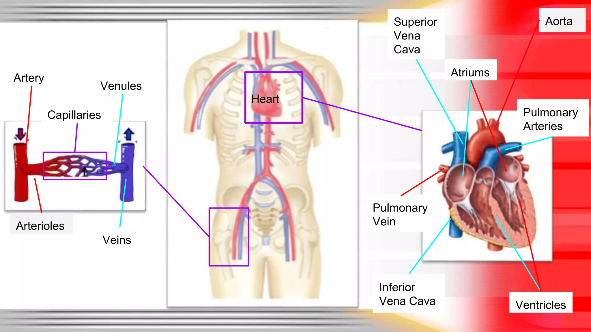 Heart 
Veins 
Arterioles 
Aorta 
Venules 
Superior 
Vena 
Cava 
Ventricles 
Pulmonary 
Vein 
Atriums 
Pulmonary 
Arteries 
Artery 
Capillaries 
Inferior 
Vena Cava 
 