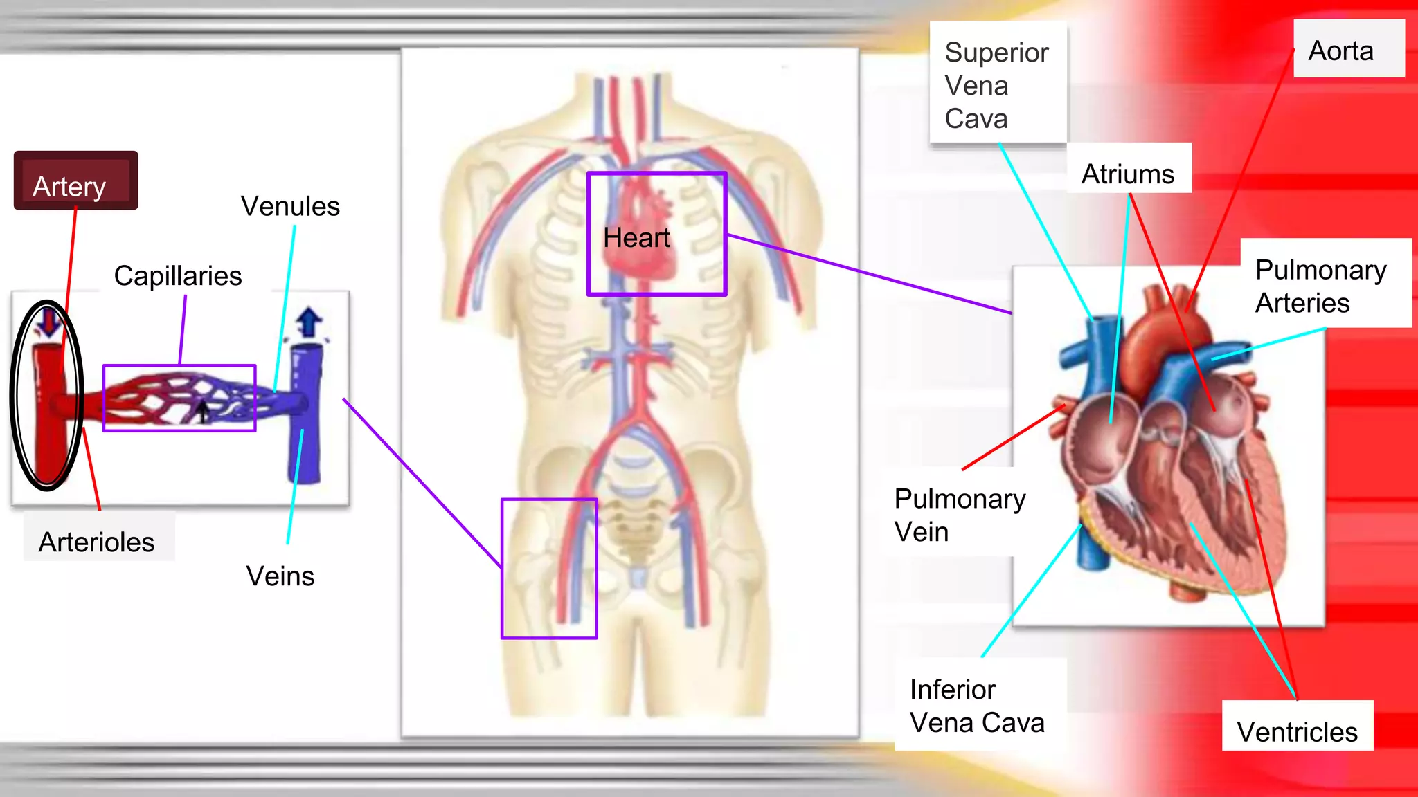 Heart 
Veins 
Arterioles 
Aorta 
Venules 
Superior 
Vena 
Cava 
Ventricles 
Pulmonary 
Vein 
Atriums 
Pulmonary 
Arteries 
Artery 
Capillaries 
Inferior 
Vena Cava 
 