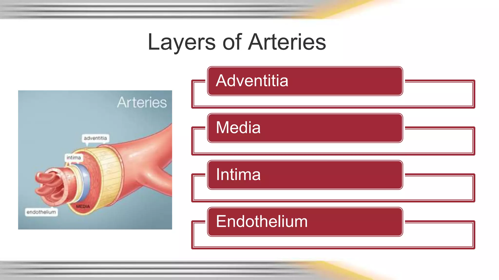 Layers of Arteries 
Adventitia 
Media 
Intima 
Endothelium 
 