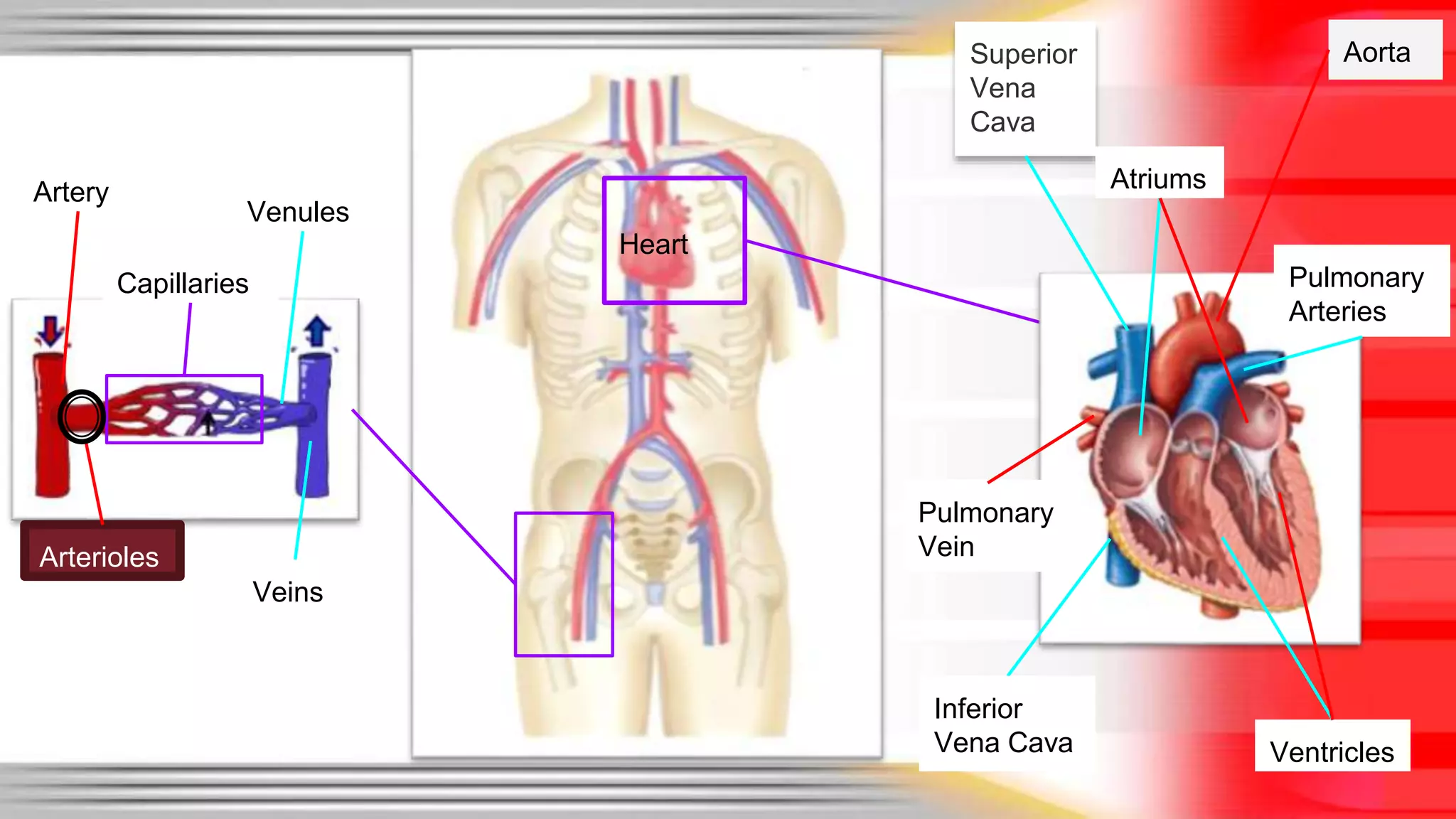 Heart 
Veins 
Arterioles 
Aorta 
Venules 
Superior 
Vena 
Cava 
Ventricles 
Pulmonary 
Vein 
Atriums 
Pulmonary 
Arteries 
Artery 
Capillaries 
Inferior 
Vena Cava 
 