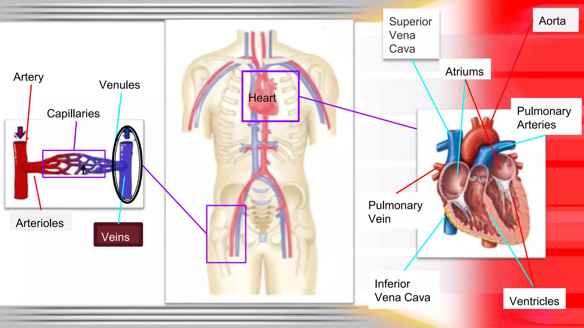 Heart 
Veins 
Arterioles 
Aorta 
Venules 
Superior 
Vena 
Cava 
Ventricles 
Pulmonary 
Vein 
Atriums 
Pulmonary 
Arteries 
Artery 
Capillaries 
Inferior 
Vena Cava 
 