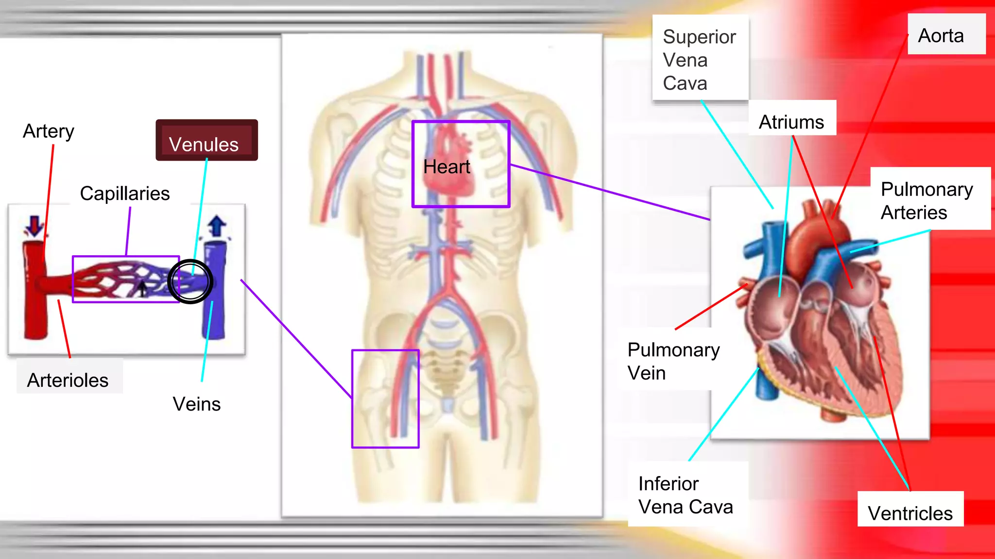 Heart 
Veins 
Arterioles 
Aorta 
Venules 
Superior 
Vena 
Cava 
Ventricles 
Pulmonary 
Vein 
Atriums 
Pulmonary 
Arteries 
Artery 
Capillaries 
Inferior 
Vena Cava 
 