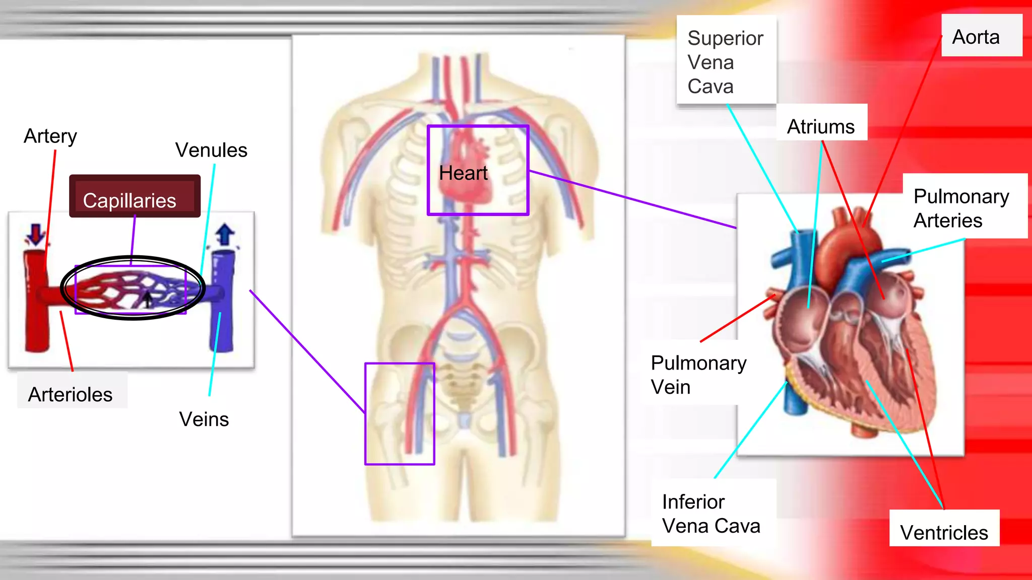 Heart 
Veins 
Arterioles 
Aorta 
Venules 
Superior 
Vena 
Cava 
Ventricles 
Pulmonary 
Vein 
Atriums 
Pulmonary 
Arteries 
Artery 
Capillaries 
Inferior 
Vena Cava 
 
