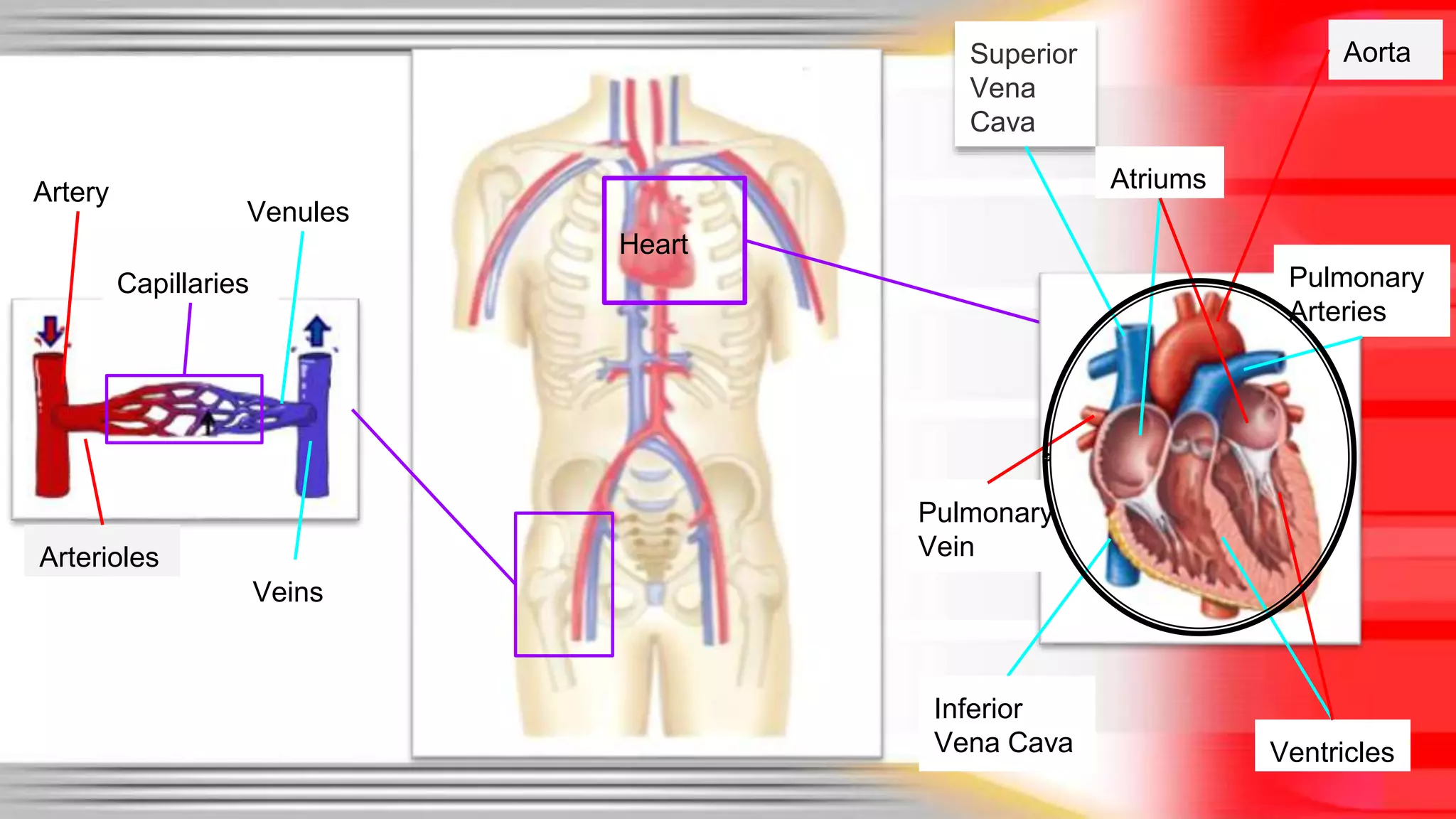 Heart 
Veins 
Arterioles 
Aorta 
Venules 
Superior 
Vena 
Cava 
Ventricles 
Pulmonary 
Vein 
Atriums 
Pulmonary 
Arteries 
Artery 
Capillaries 
Inferior 
Vena Cava 
 