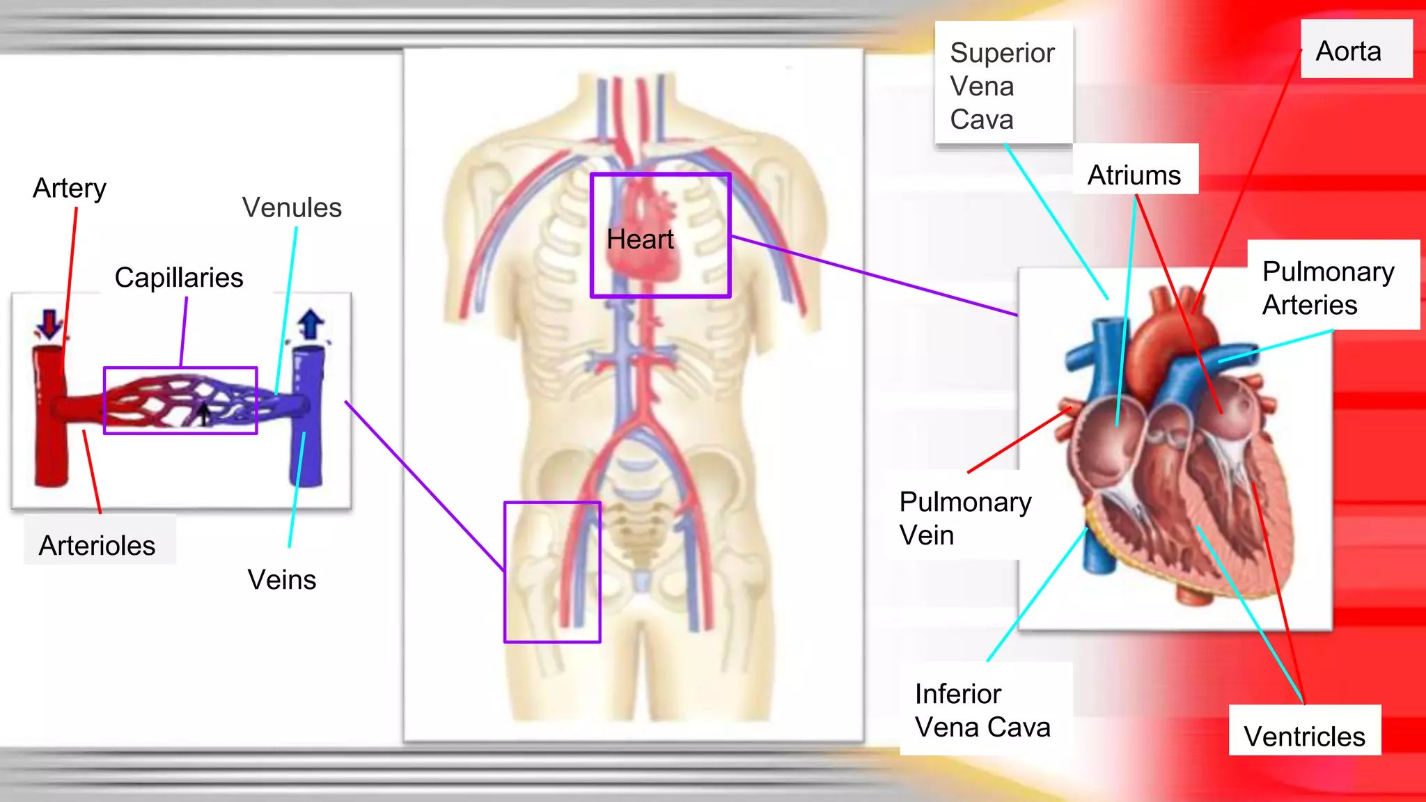 Heart 
Veins 
Arterioles 
Aorta 
Venules 
Superior 
Vena 
Cava 
Ventricles 
Pulmonary 
Vein 
Atriums 
Pulmonary 
Arteries 
Artery 
Capillaries 
Inferior 
Vena Cava 
 
