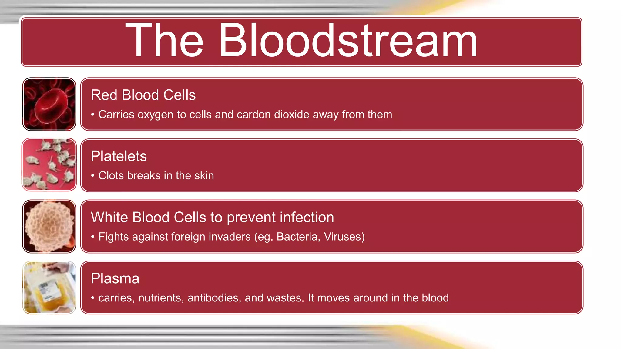 The Bloodstream 
Red Blood Cells 
• Carries oxygen to cells and cardon dioxide away from them 
Platelets 
• Clots breaks in the skin 
White Blood Cells to prevent infection 
• Fights against foreign invaders (eg. Bacteria, Viruses) 
Plasma 
• carries, nutrients, antibodies, and wastes. It moves around in the blood 
 