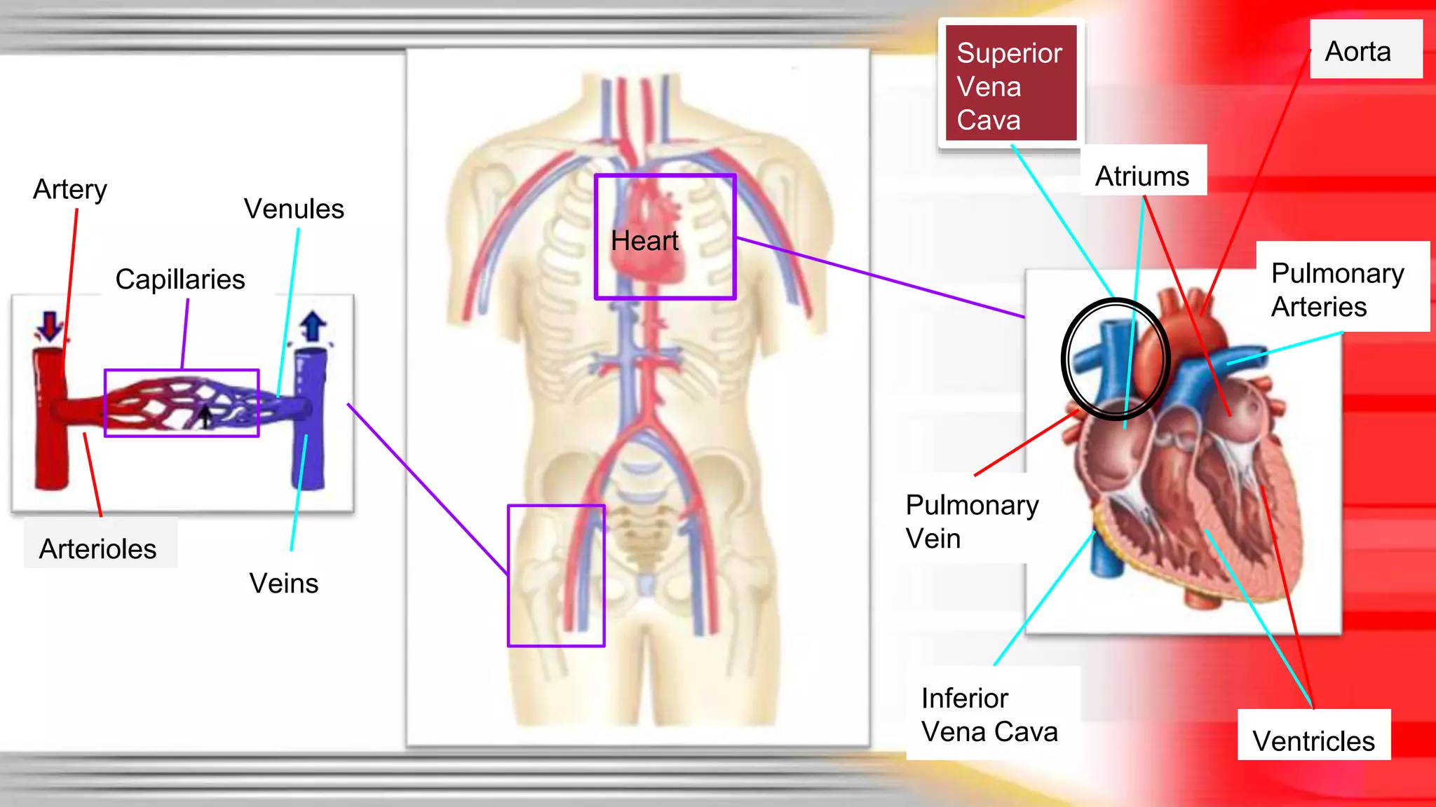 Heart 
Veins 
Arterioles 
Aorta 
Venules 
Superior 
Vena 
Cava 
Ventricles 
Pulmonary 
Vein 
Atriums 
Pulmonary 
Arteries 
Artery 
Capillaries 
Inferior 
Vena Cava 
 
