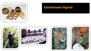 Extrativismo Vegetal
 