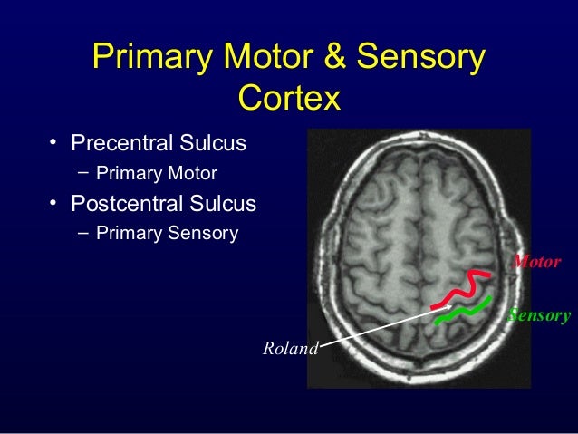 Anatomy of Motor system2