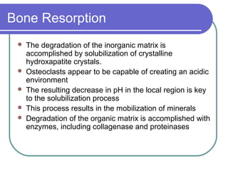 growthand developmentofbone | PPT