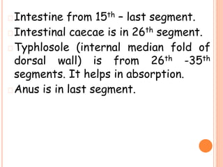 �Intestine from 15th – last segment.
�Intestinal caecae is in 26th segment.
�Typhlosole (internal median fold of
dorsal wall) is from 26th -35th
segments. It helps in absorption.
�Anus is in last segment.
 