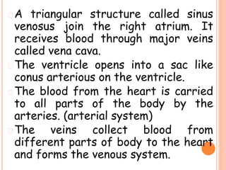 �A triangular structure called sinus
venosus join the right atrium. It
receives blood through major veins
called vena cava.
�The ventricle opens into a sac like
conus arterious on the ventricle.
�The blood from the heart is carried
to all parts of the body by the
arteries. (arterial system)
�The veins collect blood from
different parts of body to the heart
and forms the venous system.
 