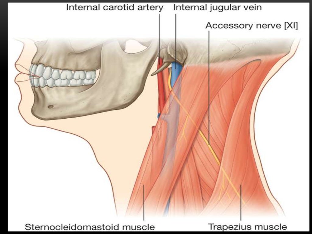 Xi cranial nerve