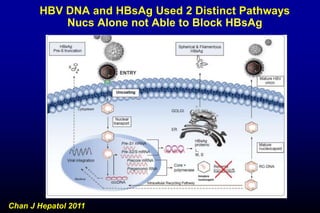 HBV DNA and HBsAg Used 2 Distinct Pathways
Nucs Alone not Able to Block HBsAg
Chan J Hepatol 2011
 